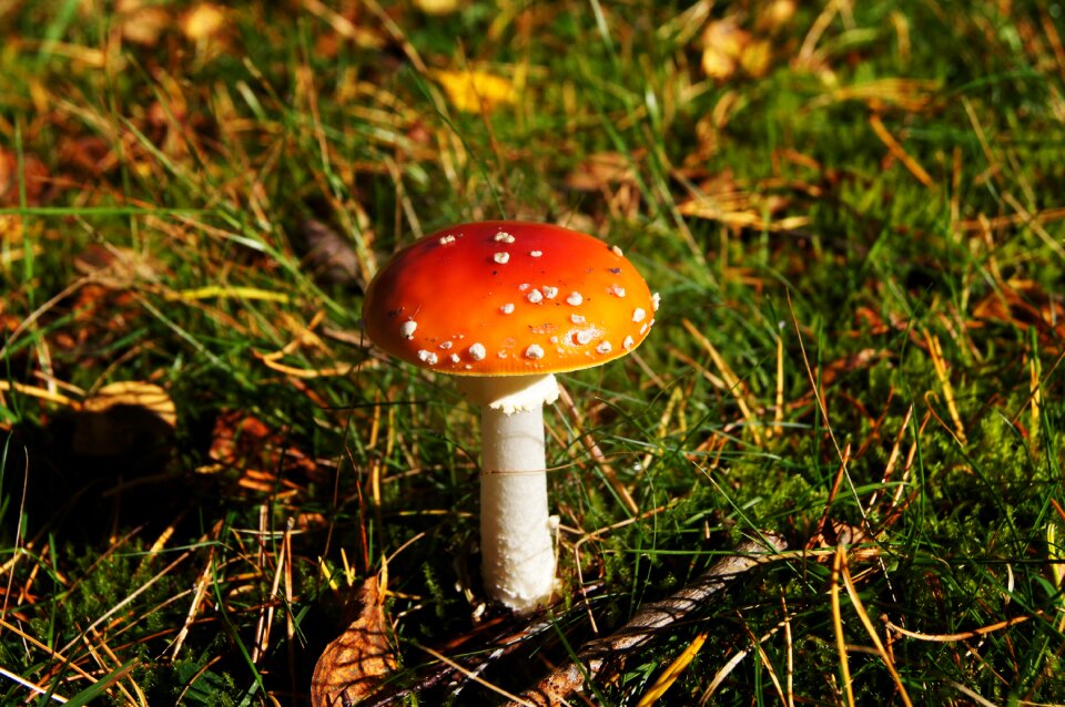 Forest floor autumn red
