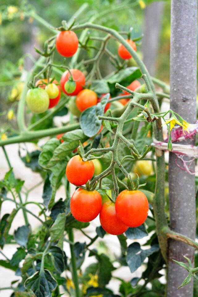 Vegetables eating a vegetable