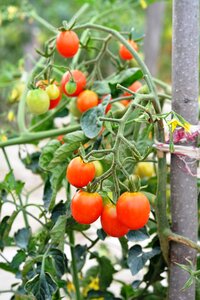 Vegetables eating a vegetable