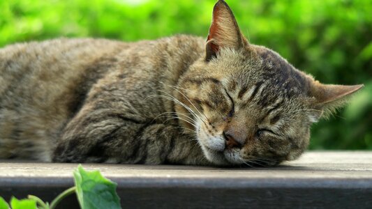 Cat animal Free photos