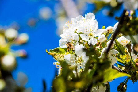 Blooming spring the honey bee photo