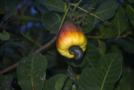 Cashew nuts chestnut food photo
