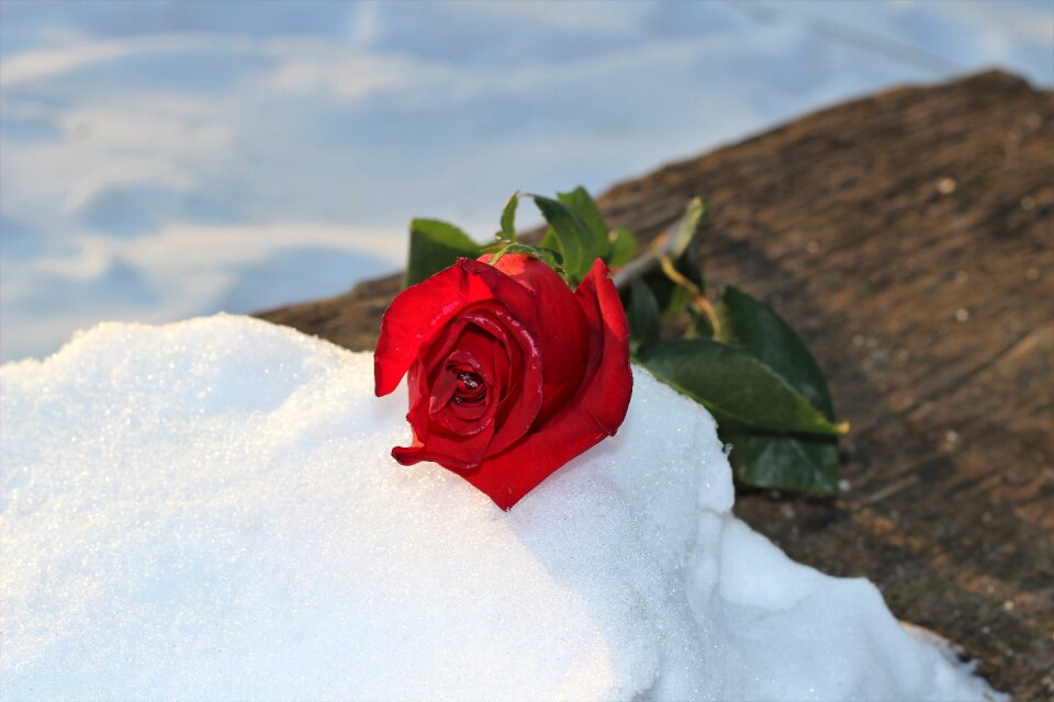 Snowy romantic cold