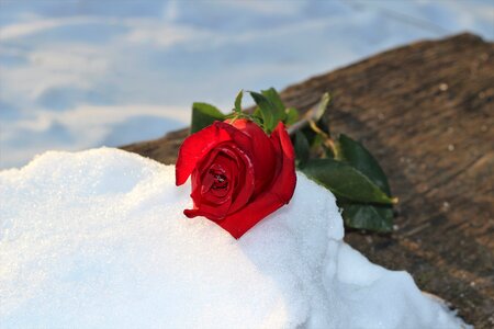 Snowy romantic cold photo