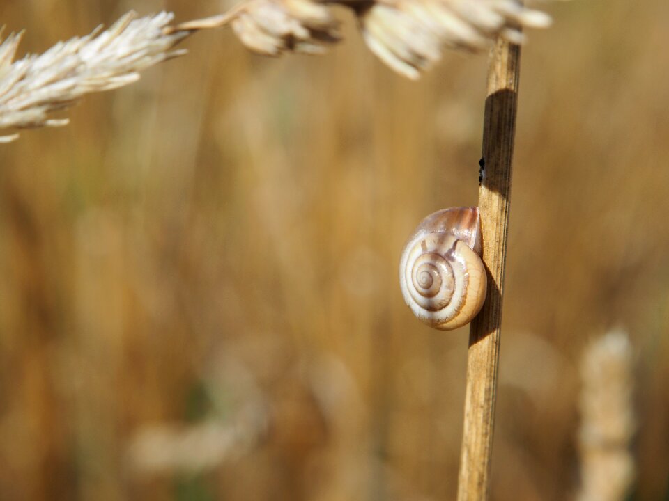 Field snail shells nature