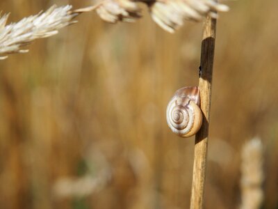 Field snail shells nature