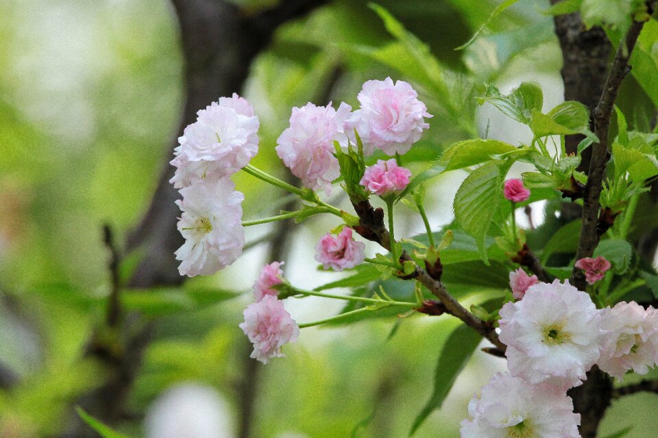 Chrysanthemum cherry spring active