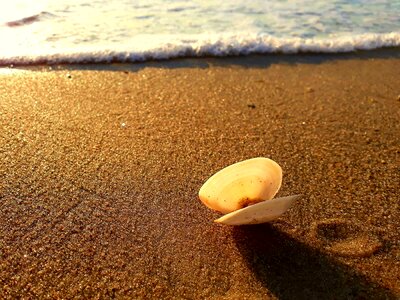 Evening sun beach flotsam