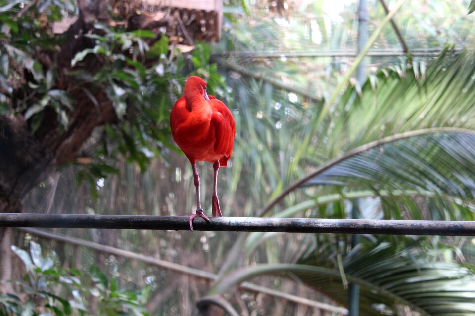 Tropical colorful animal