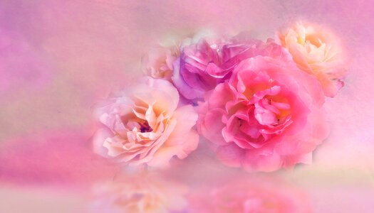 Petal roses blossom photo