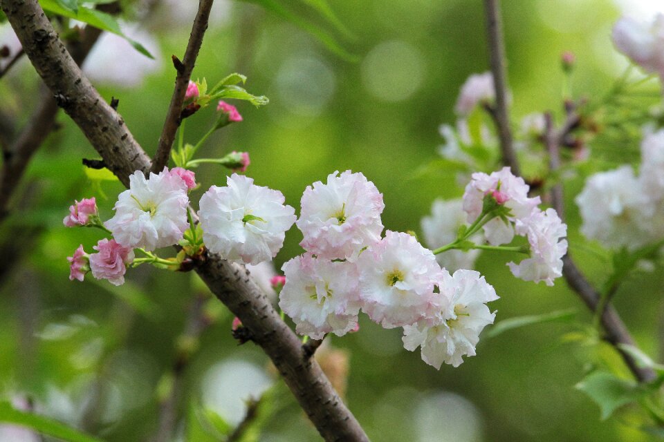 Chrysanthemum cherry spring active