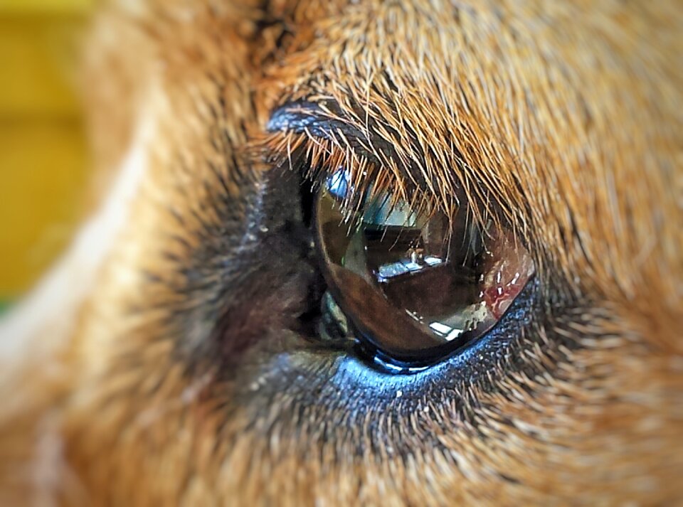 Dog animal portrait animal