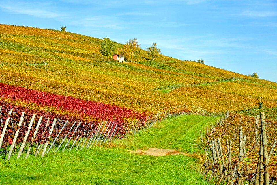 Slope wine vine photo