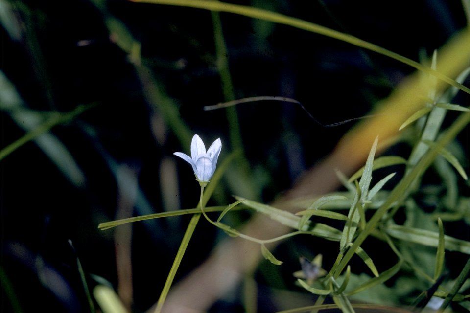 Campanula aparinoides NRCS