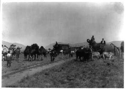 Campbell Bros. Circus at Plains, Mont. LCCN96519672