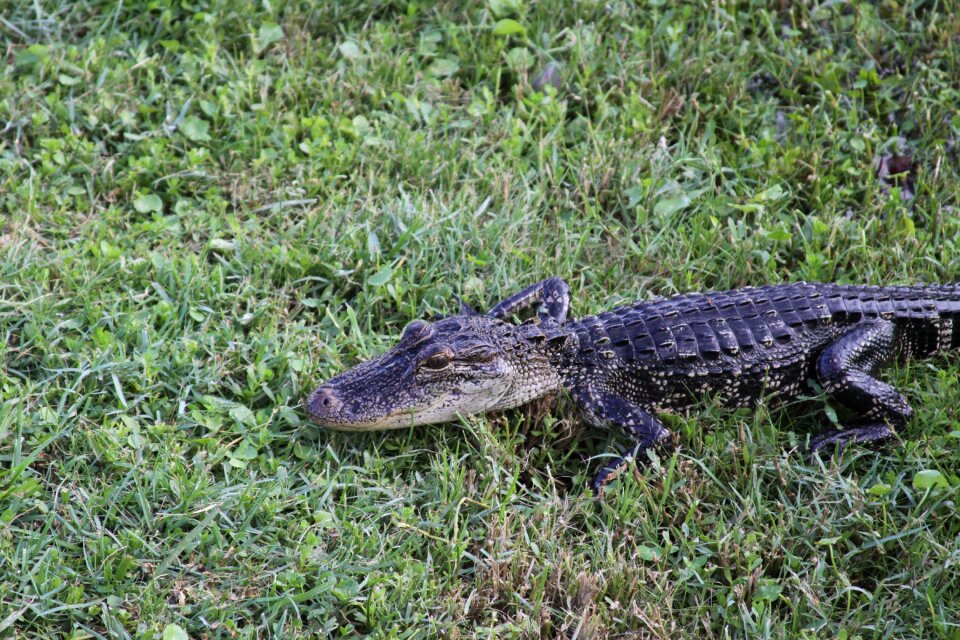 Crocodile danger wild