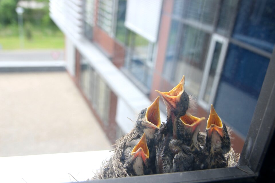 Risers feeding nestling