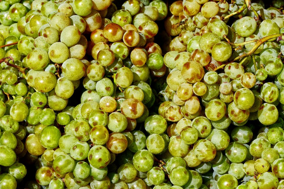 Grapes fruit benefit from