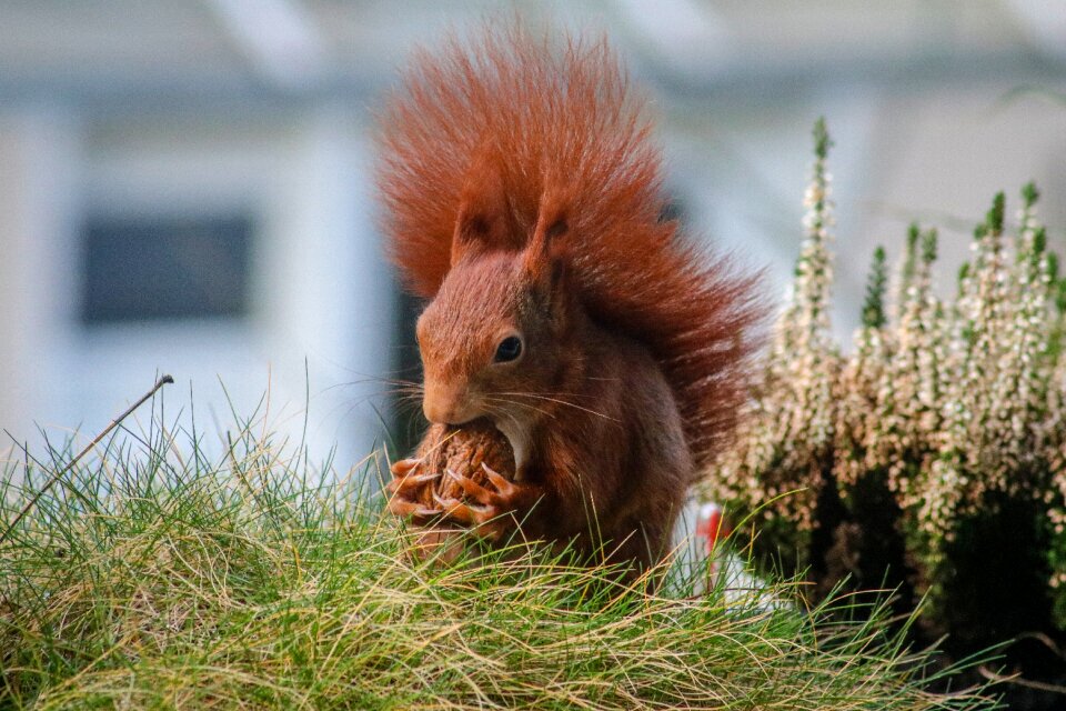 Animal squirrel rodent