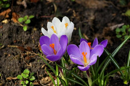 Season flowers crocus photo