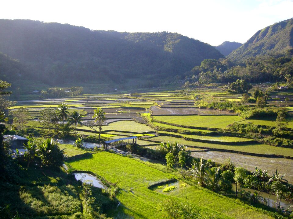 Countryside farmland green