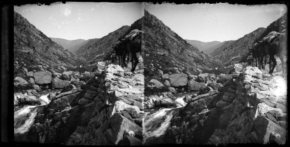 Camí de Núria a Queralbs vora el riu amb mules i un home (AFCEC BORDAS D 3150)