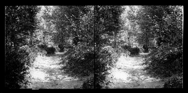 Camí a el Vernatar enmig d'un bosc