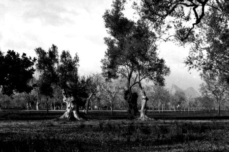 Camí de Raixa (FMF P 034a)