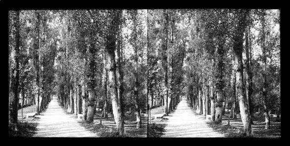 Camí amb arbres a banda i banda