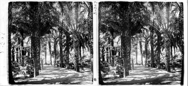 Camí amb palmeres a Tortosa