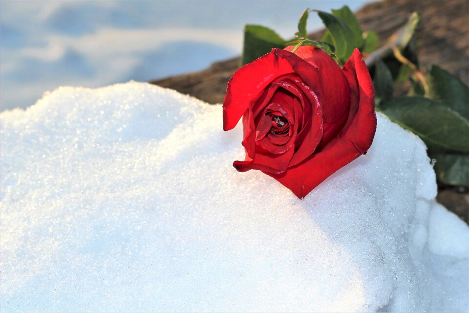 Snowy romantic cold photo