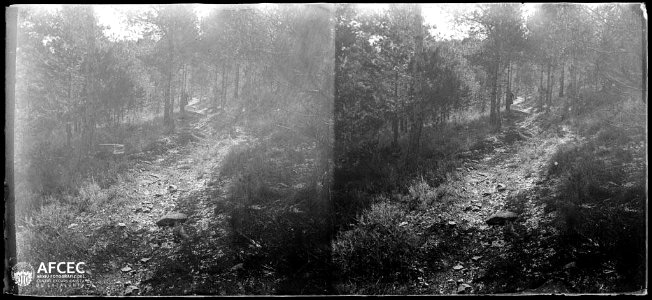 Camí enmig d'un bosc a la baga de la serra del Pal