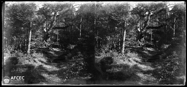 Camí enmig d'un bosc prop d'un coll a Llanera