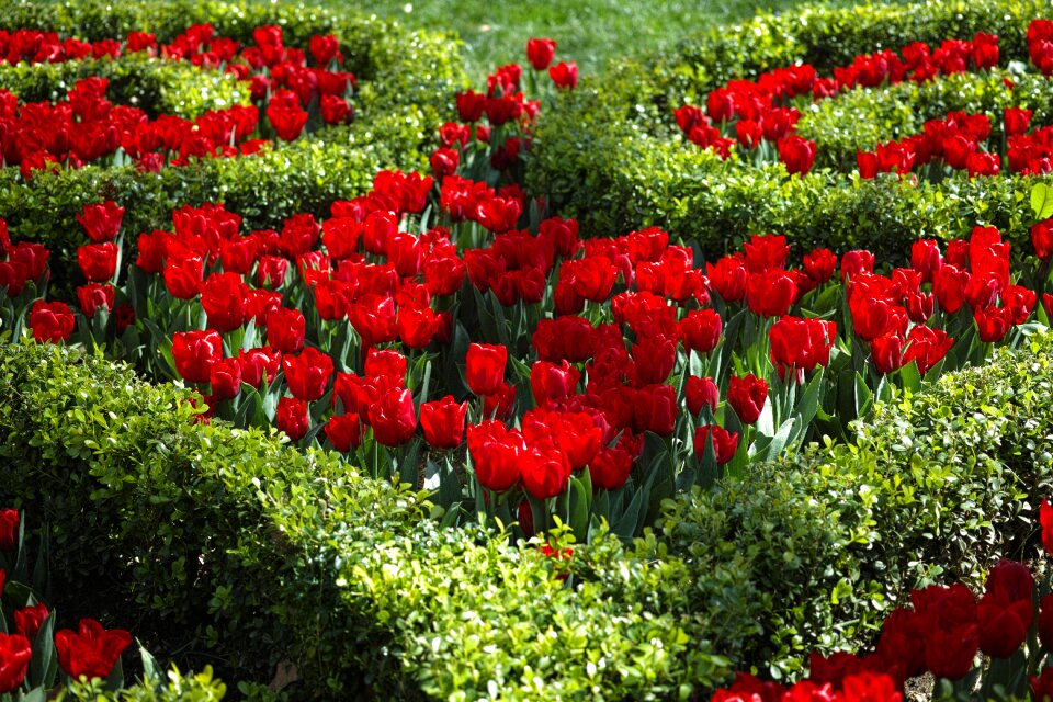 Botanical flower picture spring