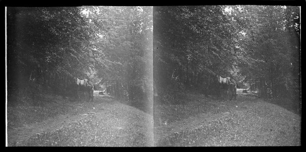 Camí de Noedes enmig d'una fageda amb un ase