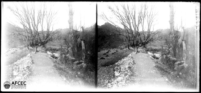 Camí de la Vansa amb un gran arbre al fons