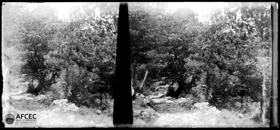 Camí voltat de bosc prop de Lliurona