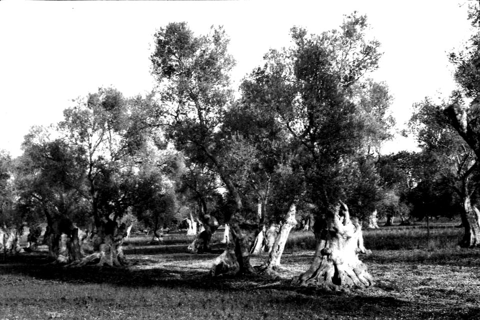 Camí de Raixa (FMF P 034b)