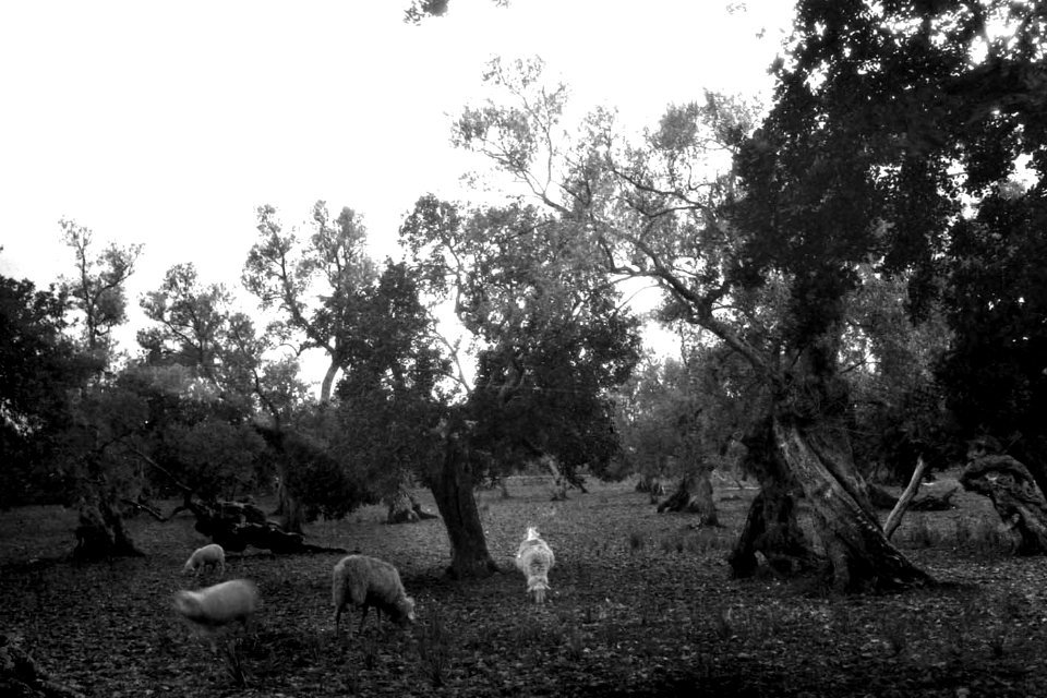 Camí de Raixa (FMF P 036)