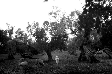 Camí de Raixa (FMF P 036)