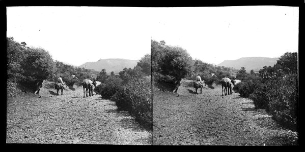 Camí de Sant Llorenç de Morunys als Piteus amb dos homes i dos ases