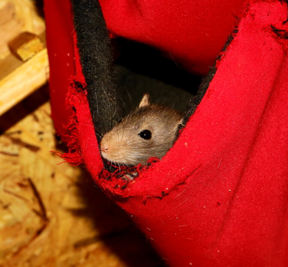 Mammal cute portrait