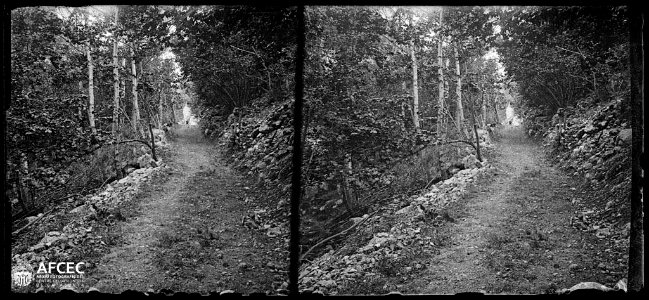 Camí enmig d'un bosc a les gorges de Carançà