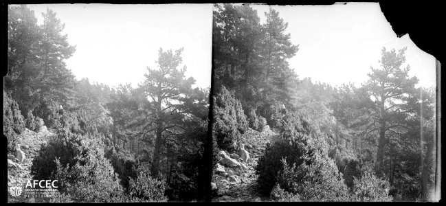 Camí entre Gósol i Sant Llorenç de Morunys en un vessant boscós