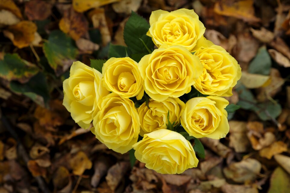 Autumn leaves yellow