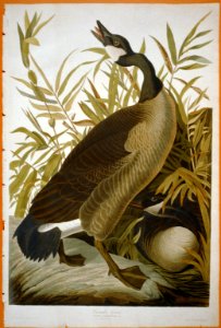 Canada Goose LCCN2002719003