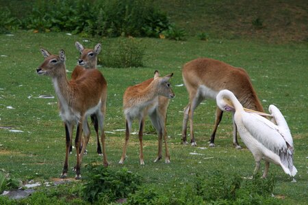 Animals bird deer