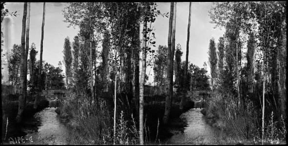 Canal o riu enmig d'un bosc a Sant Julià de Vilatorta
