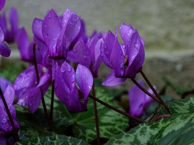 Wet macro violet