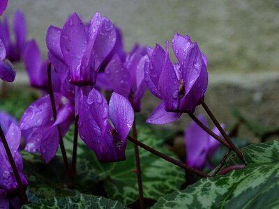 Wet macro violet photo